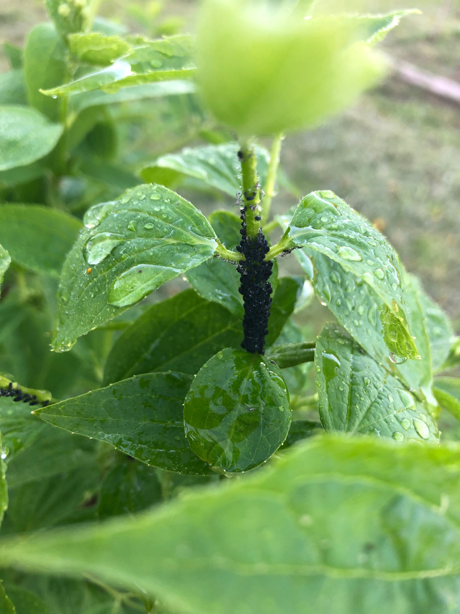 Тля на чубушнике