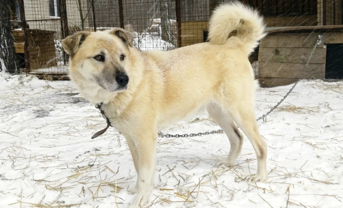 его зовут Бобр! 