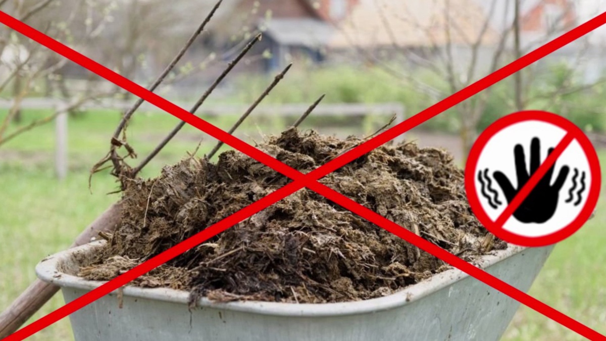 Свежий навоз перец не любит.