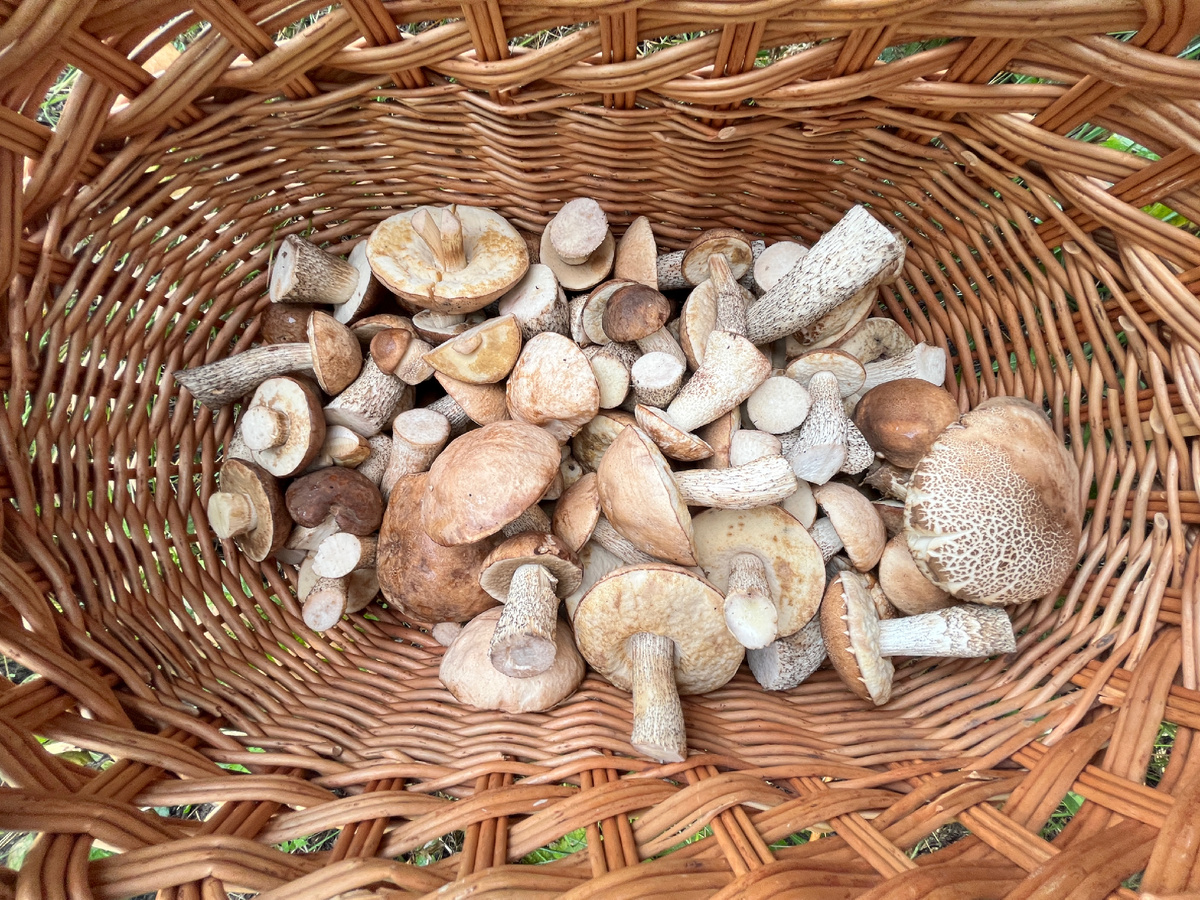 Ну разве что-то может сочетается с этими дивными подберёзовиками лучше, чем плетёная корзина?