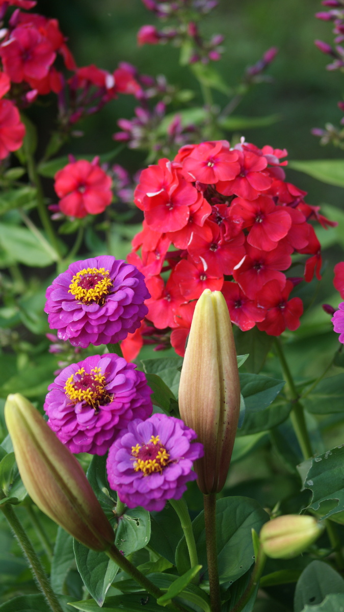 Флокс "YOUNIQUE ORANGE" и цинния из семян "Лиллипут фиолетовая"