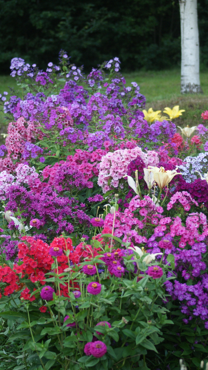 Флоксы и цинния