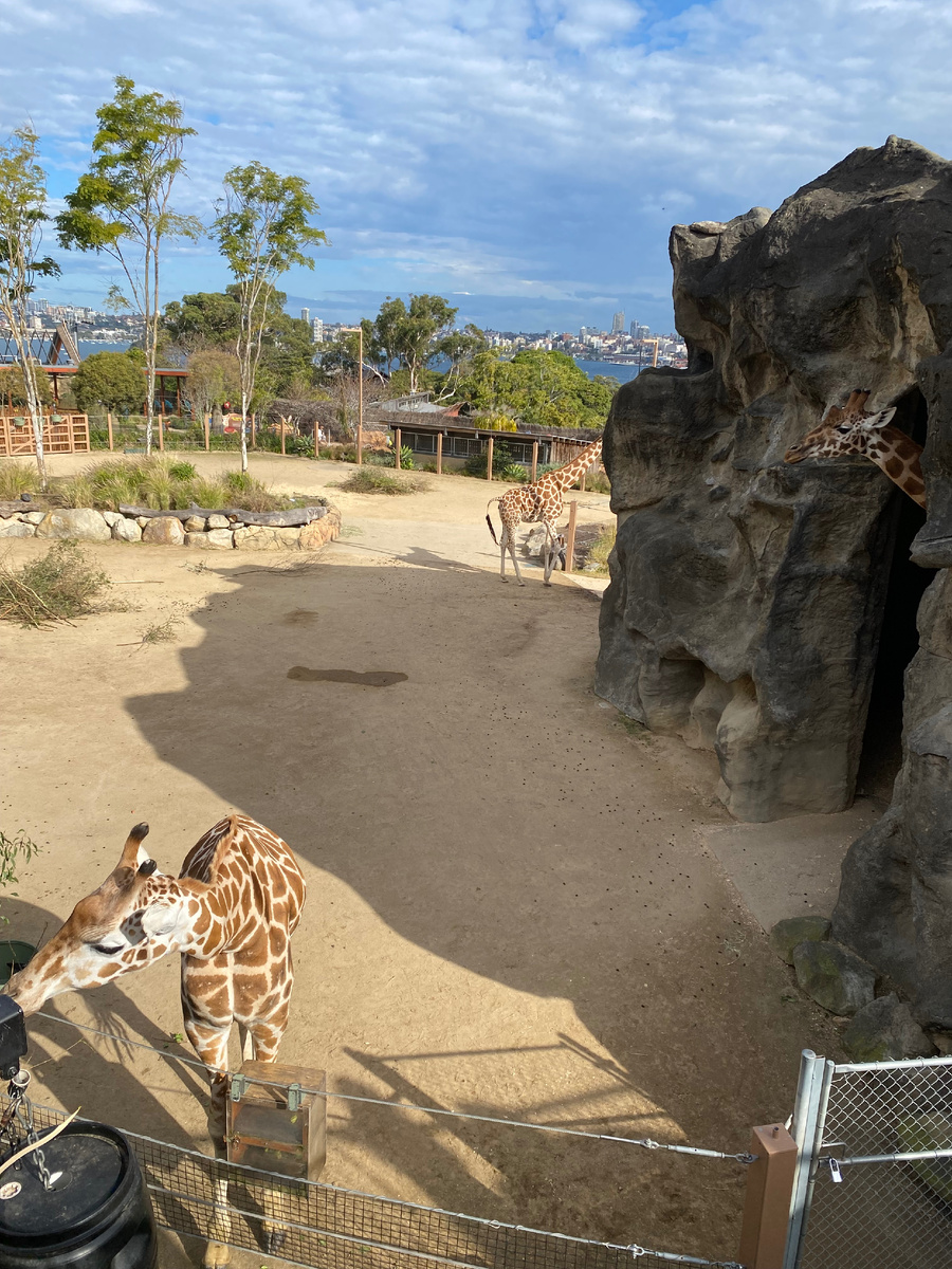 Кусь жирафский - у жирафа как у человека 7 шейный позвонков, если вы не знали)