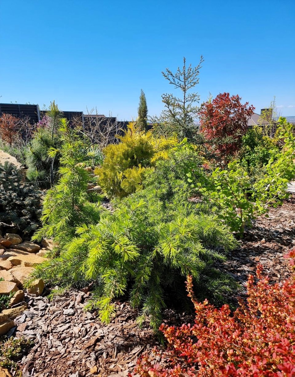 Мой южный сад. Анапа. Кедр ливанский 'Green Prince'.