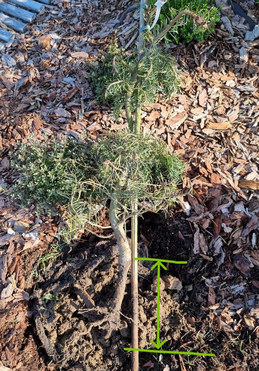 На фото видно содержимое узелка.