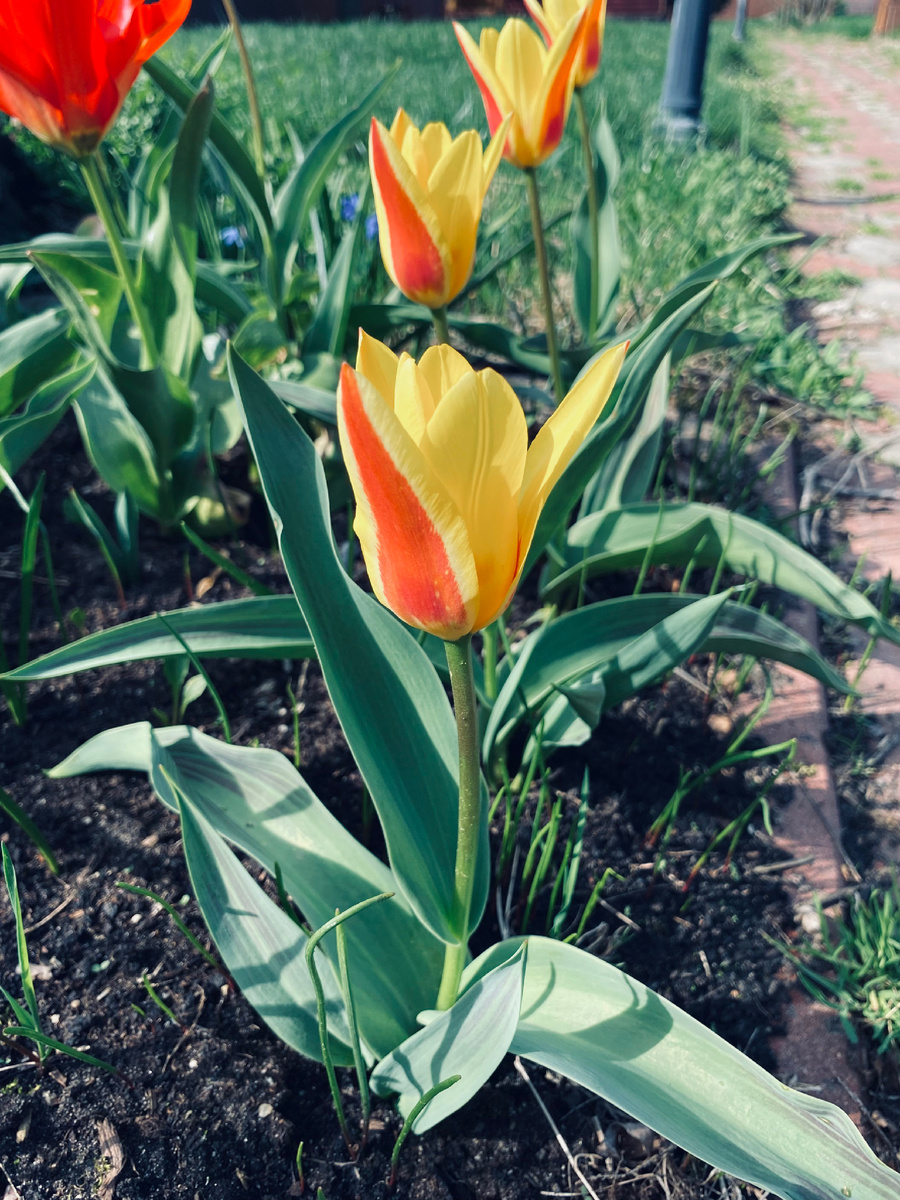 Что выросло. Везде фото автора.