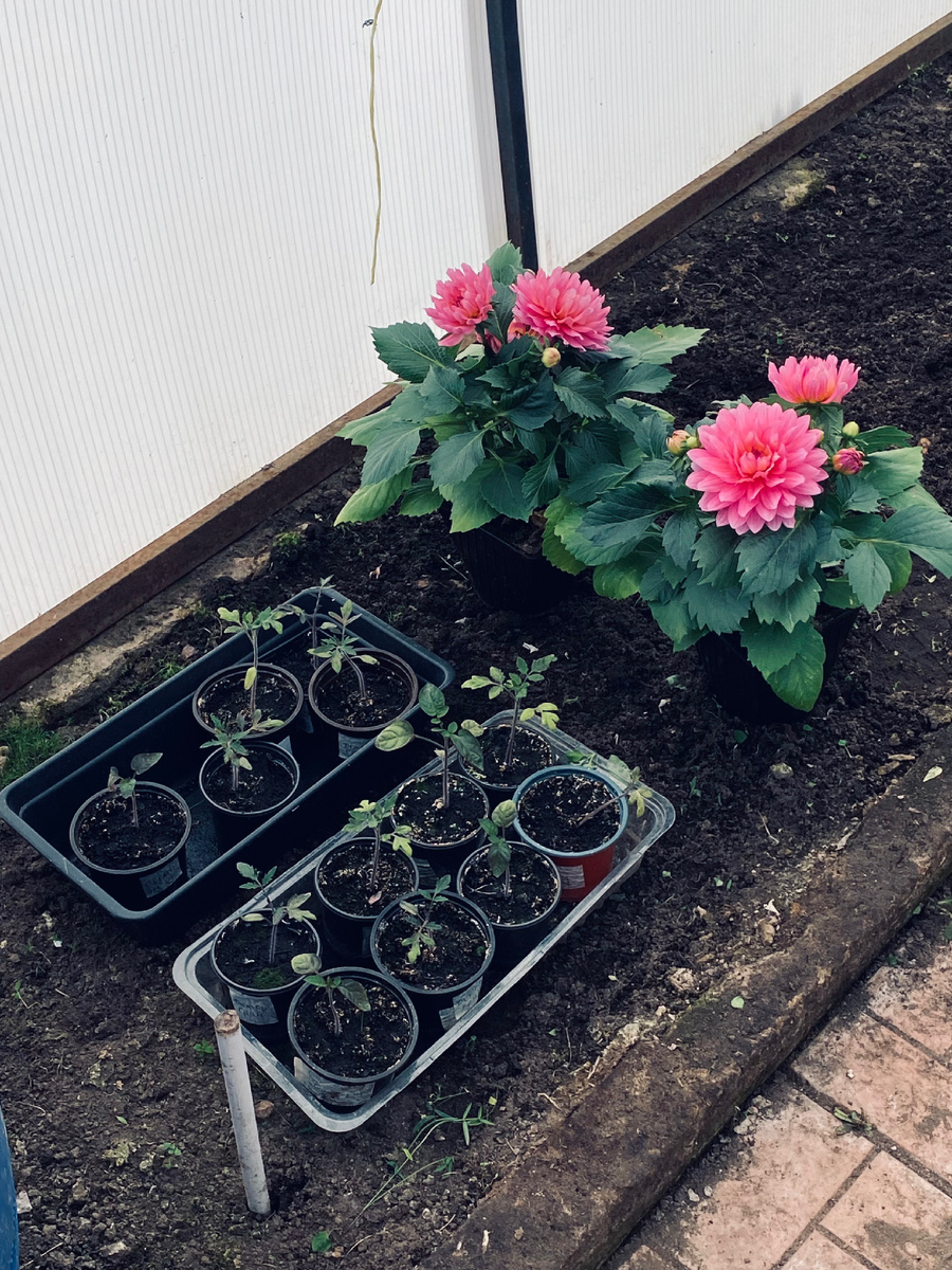 Вот эти георгины посажу на место отцветших Джузеппе Верди.