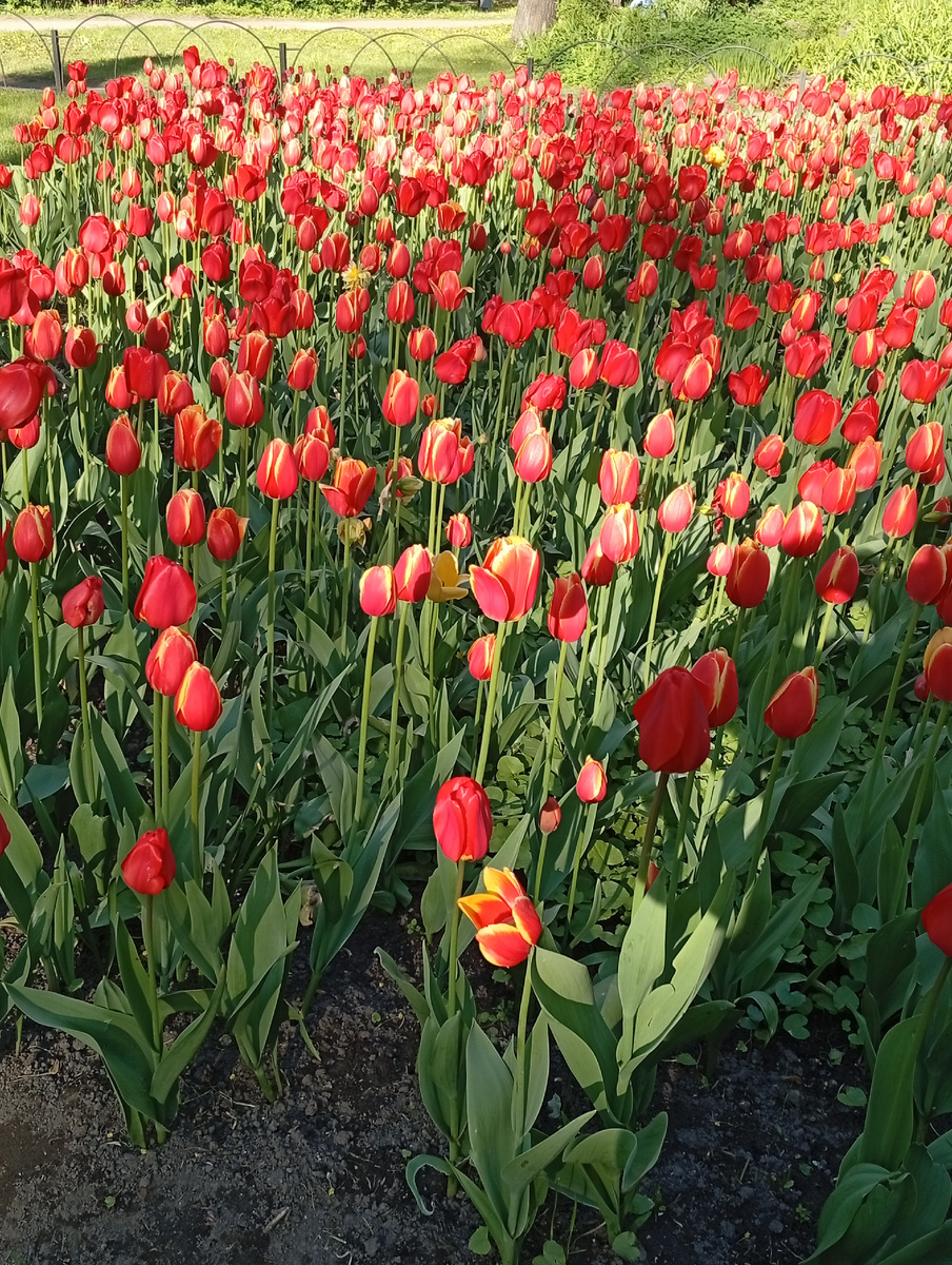 Одна из клумб