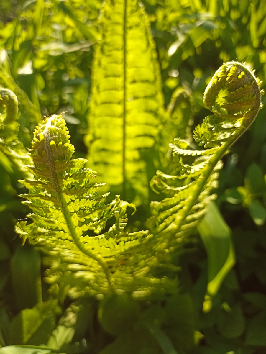 Люблю этих зеленых драконов. Папоротники эти, кстати, как раз подруга презентовала