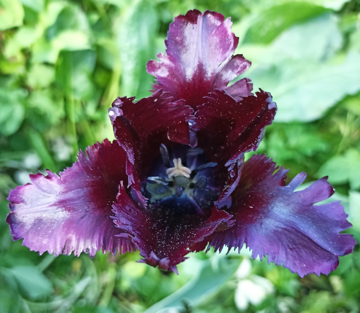 Тюльпаны потихоньку отцветают, но некоторые еще продолжают нас радовать