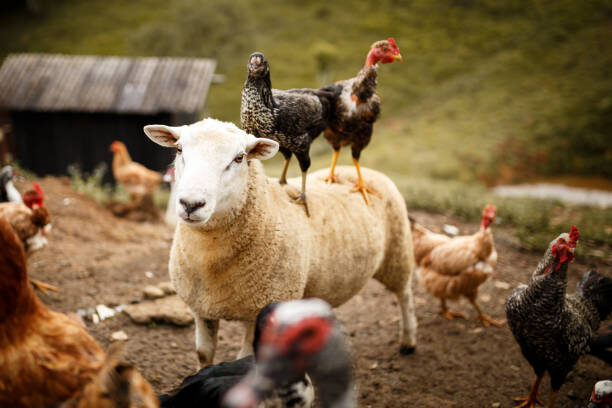 ферма нового времени