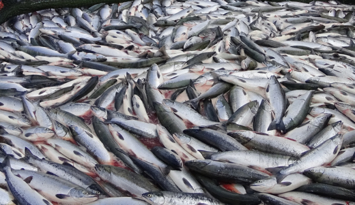 Далеко не всегда горбушу ловят ради мяса. /Фото: imgtest.mir24.tv.