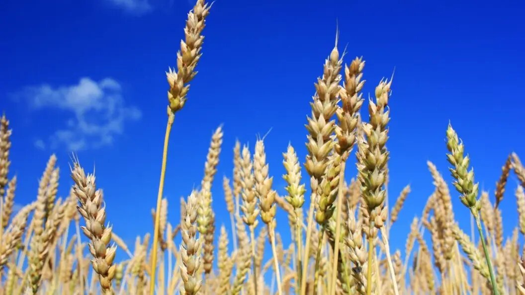    фото: Коллаж Царьграда