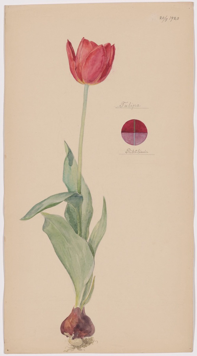 "Тюльпан" Хильма аф Клинт. 1920 