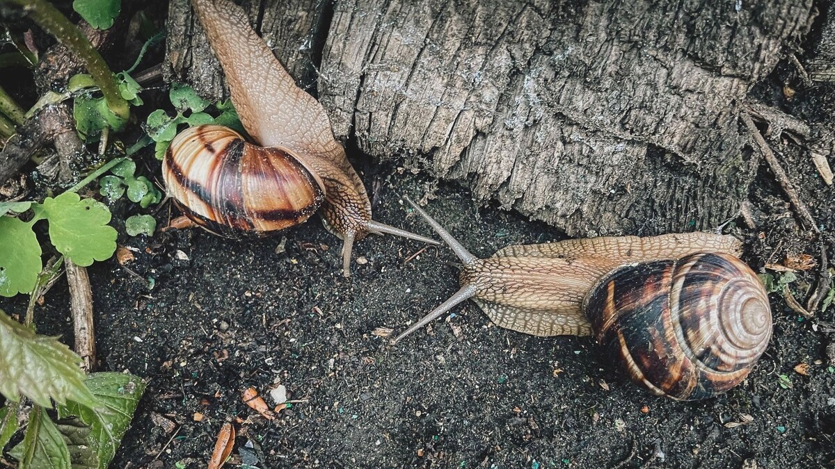     Источник: 1MI