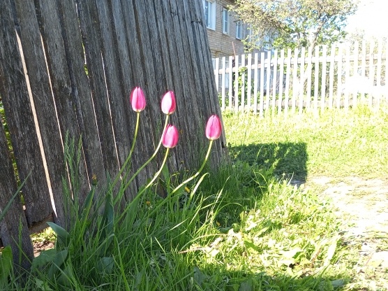 Деревенский дворик. Фото автора.
