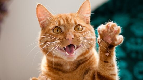 😸Кошачьи привычки и ритуалы: Что творится в пушистом мире?