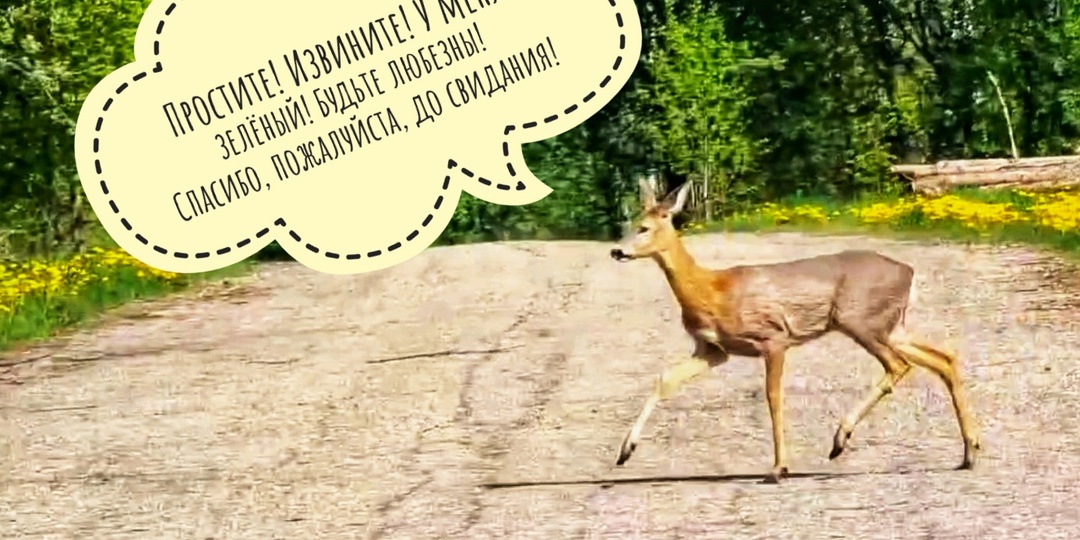 Записки юных натуралистов - Пса Кубика и Артёма. Записали лося, косуль, аистов! С аистами осторожнее