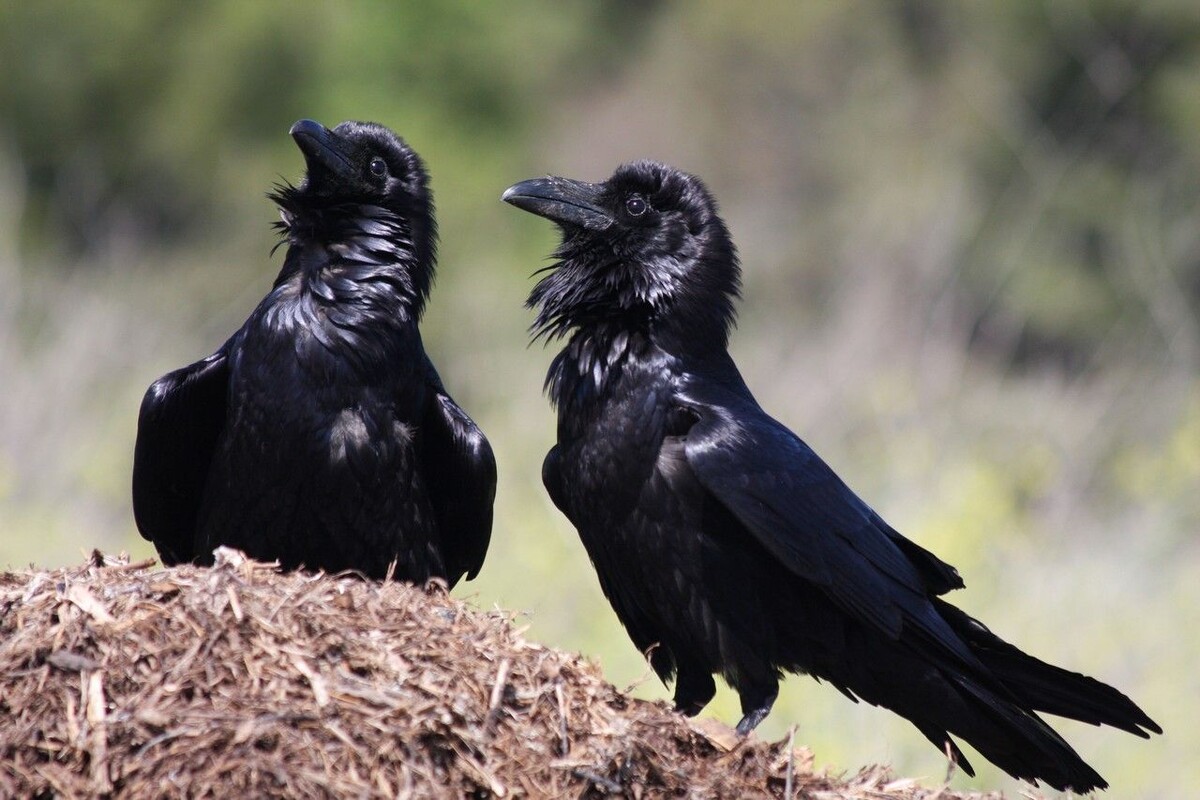 #мужскаяпсихология #отношения #мужскаяпривлекательность #мужественность #мужскойклуб