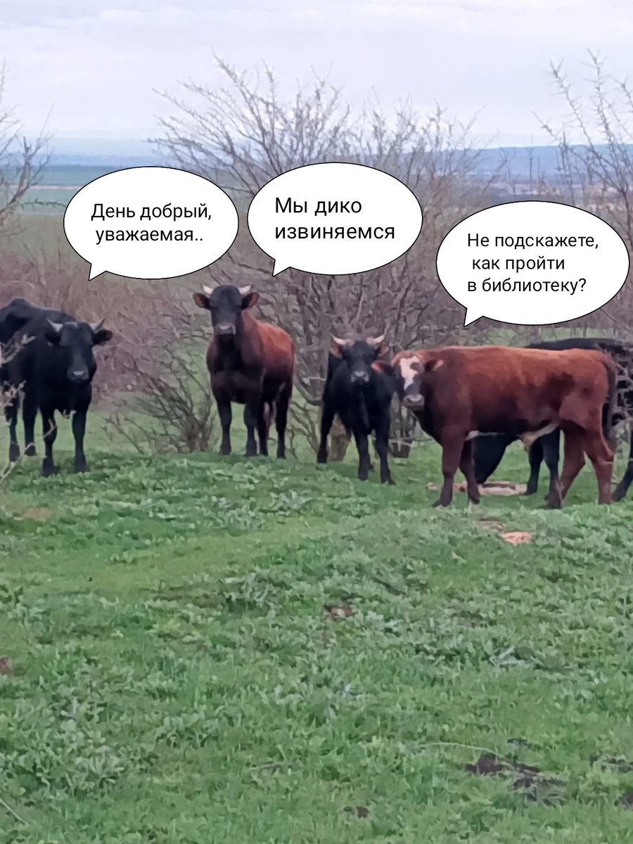 Это реальное фото из группы нашей станицы. Наша соседка зарабатывает на быках и периодически их теряет. "Озвучка" моя)