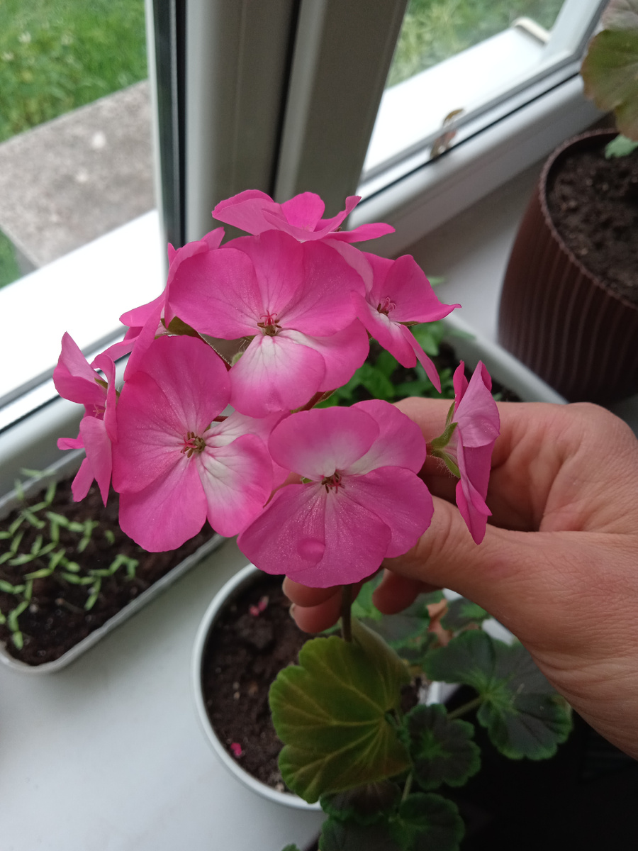 Вырастила из семян с Вайлдберриз 