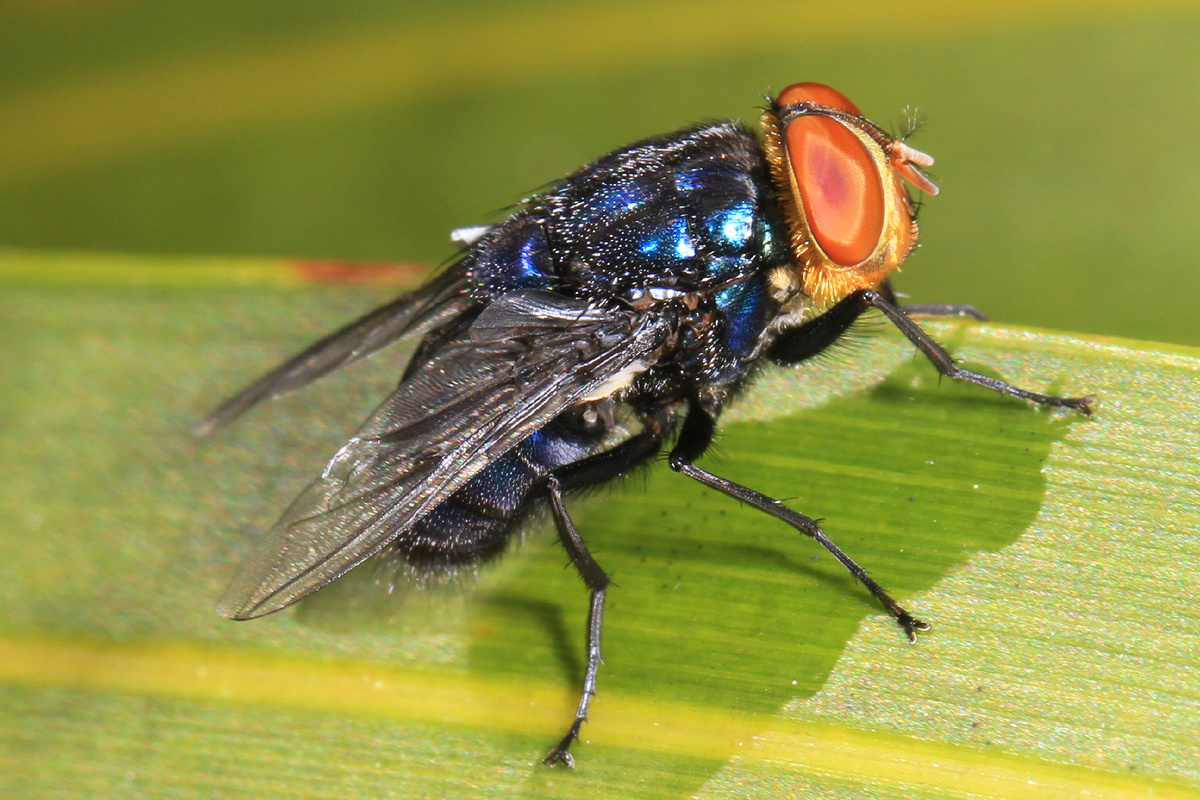 Cochliomyia hominivorax https://www.google.com/search