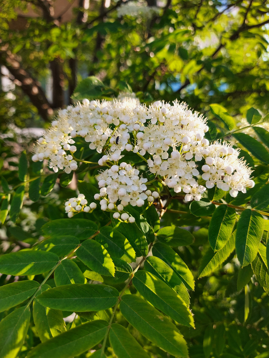 Возле дома, расцвела за день