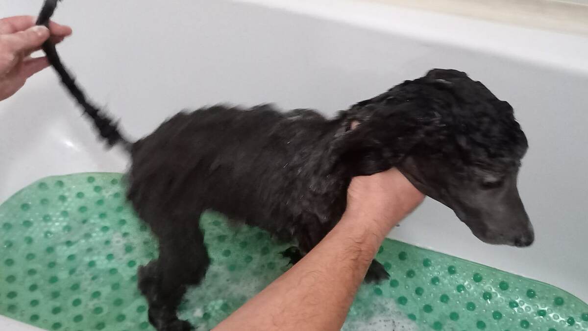 Намыленый пудель выглядит примерно так...