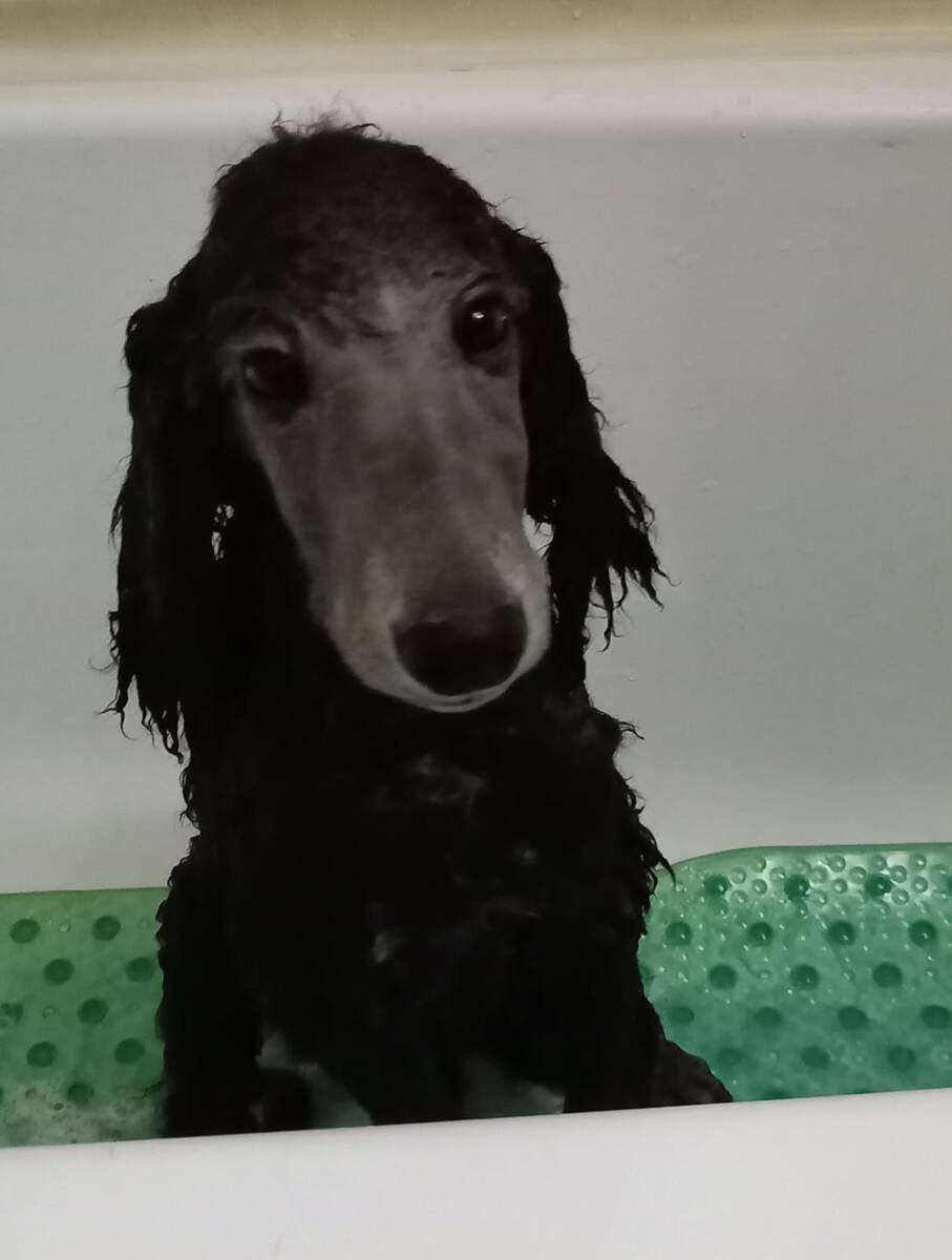 Я думал вы нормальные хозяева...