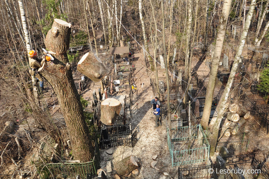 Спил дерева по частям со свободным падением брёвен на площадку под стволом. Востряковское кладбище. Апрель 2010 г. Фото: Матышак Г.