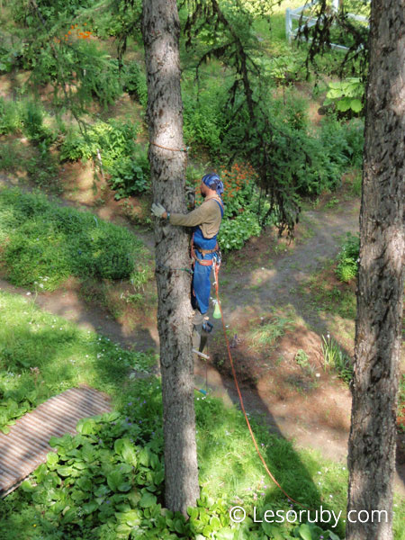 Подъём на верёвочных лестницах. Обрезка сучьев в Ботаническом Саду Соловецкого Природно-Исторического Музея-Заповедника. Июль 2010. Фото: Шувалов А.