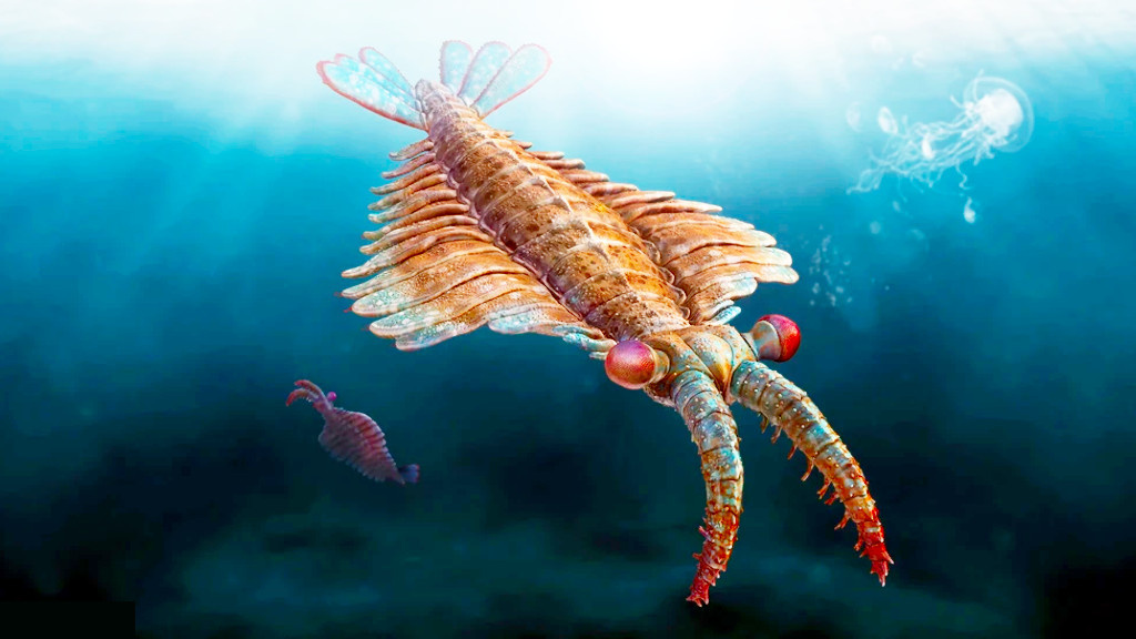 Поначалу аномалокариса вообще приняли за креветку. Что и нашло отражение в его названии.