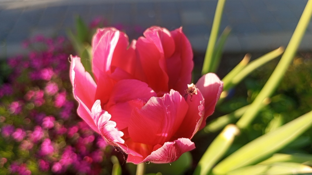 Немного красоты. Тюльпаны красивые