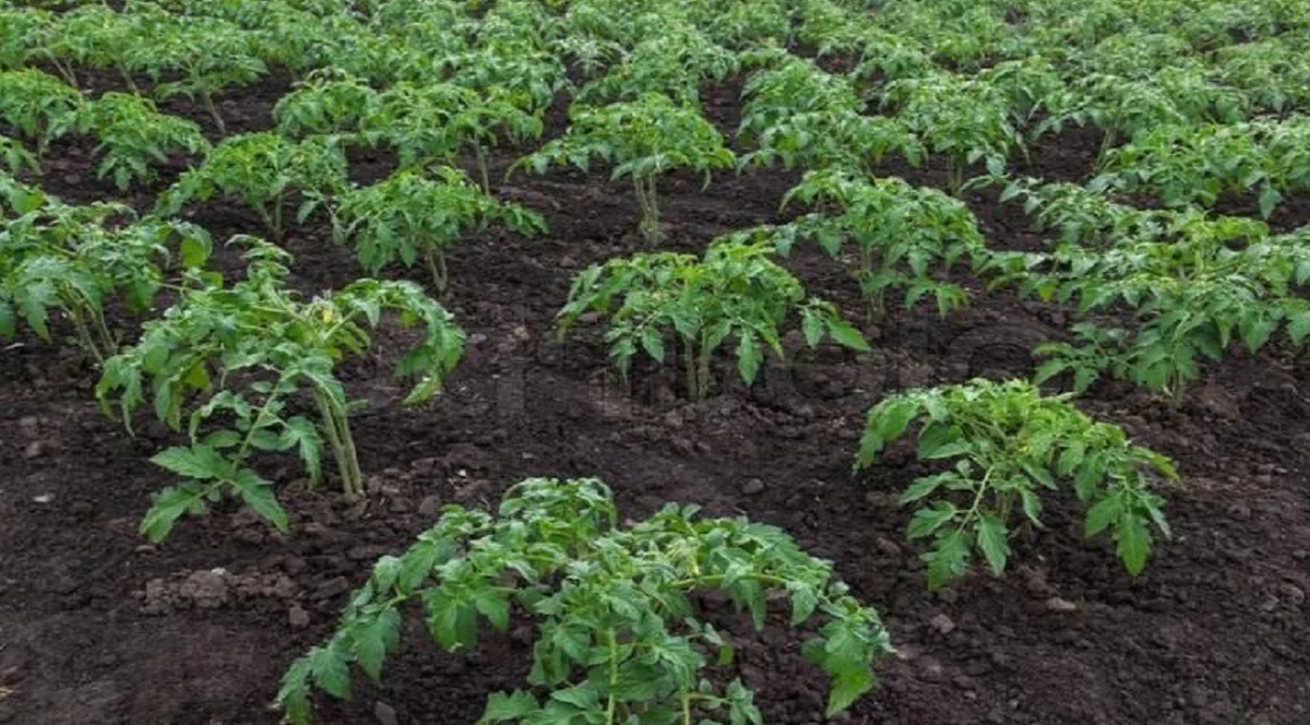 Грядки томатов