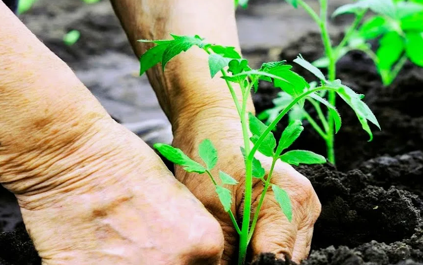 15-17 кг помидоров с 1 м2. Подкормка томатов при высадке в грунт, чтобы они дали большой урожай