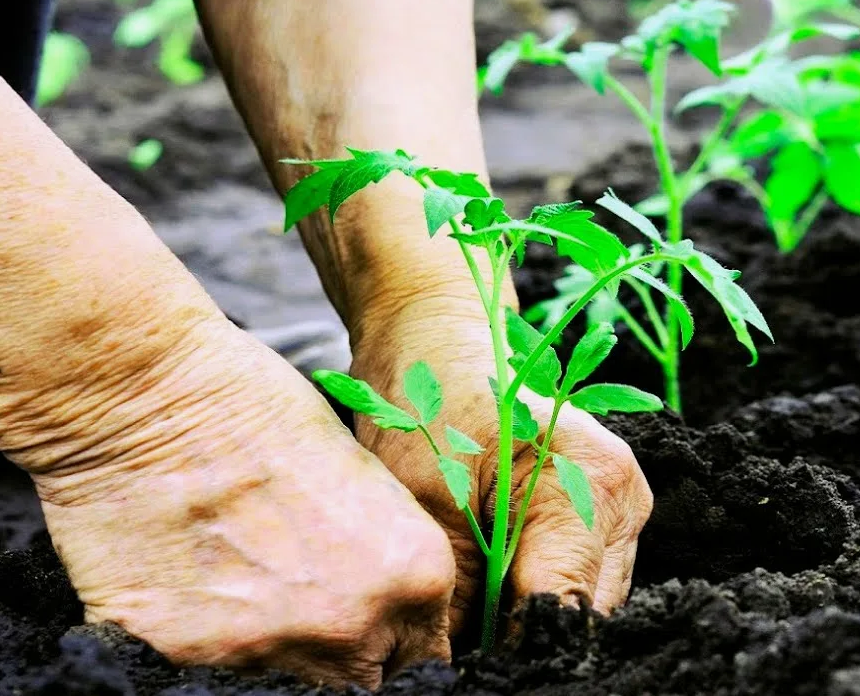 Высадка томатов