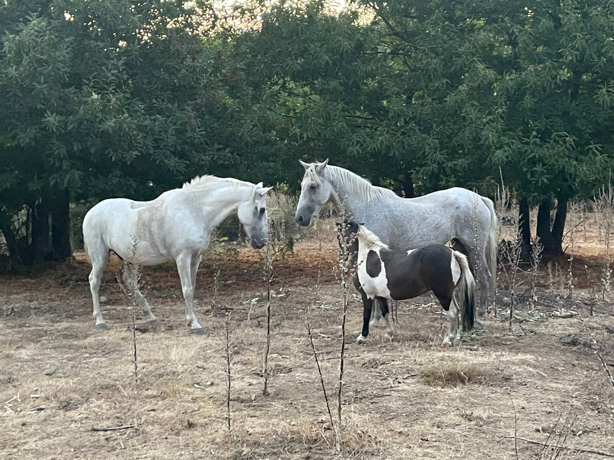 Пекас справа