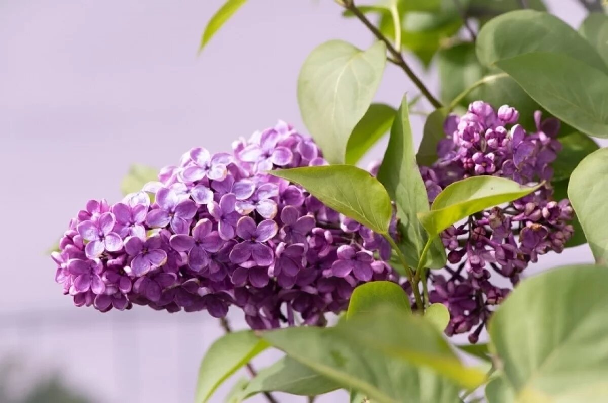    Симонов день: что можно и что нельзя делать 23 мая, народные приметы