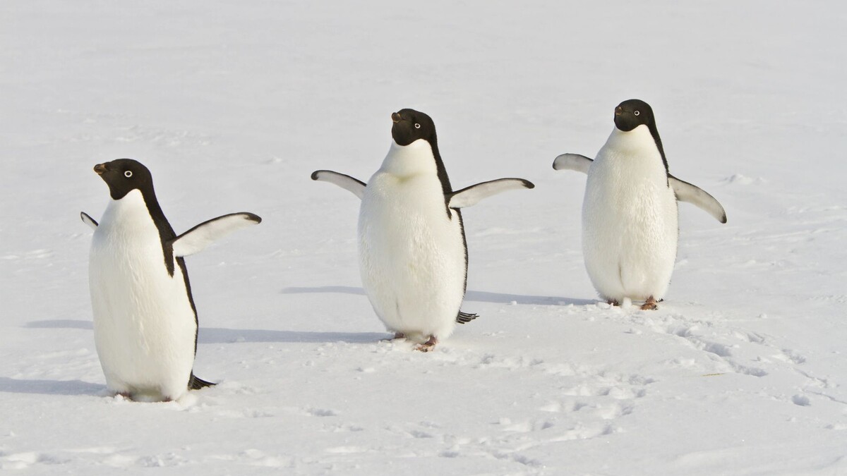    Фото: Sergey 402/Shutterstock/Fotodom