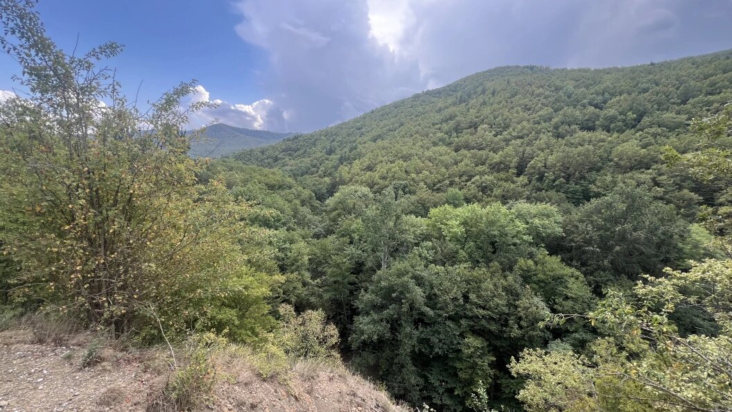    Фото: Царьград