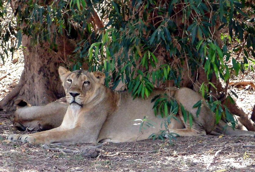 Слоны в Африке тоже больше, чем индийские слоны
