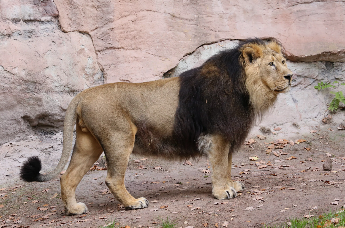 Отличный азиатский лев, смотрите на кисточку, смотрите на "гриву" на пузе