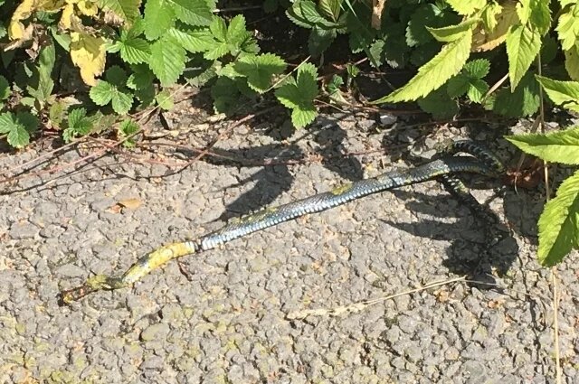    Что делать, если встретил гадюку в 2025 году?
