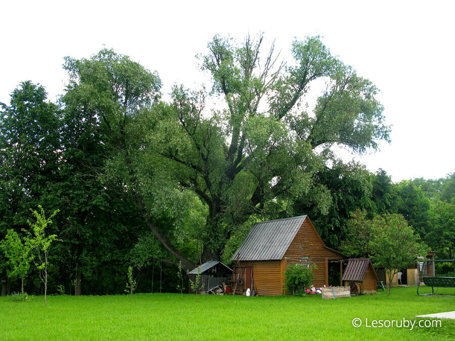 Огромная пятиствольная ветла над баней. Июнь 2016 г. Фото: Травин В.
