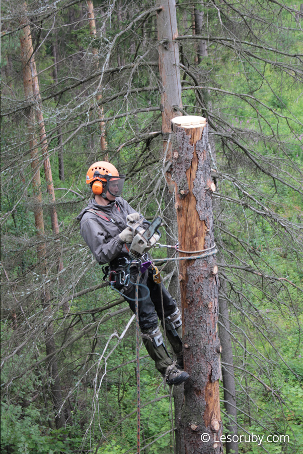 Вырубка сухих елей на Шереметьевском кладбище, 5 июля 2015