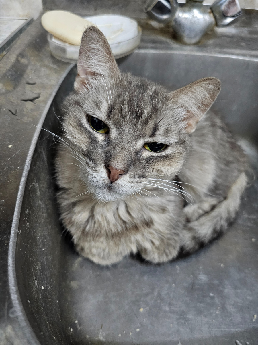 Фото автора. Наша Серая девочка.