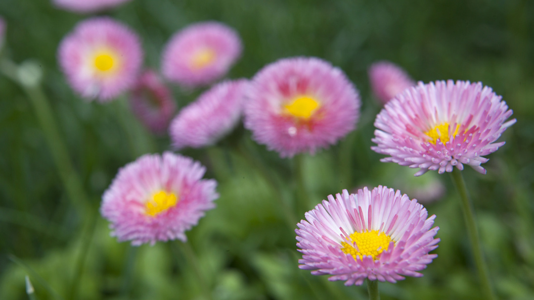    Nikolay Gyngazov/Globallookpress