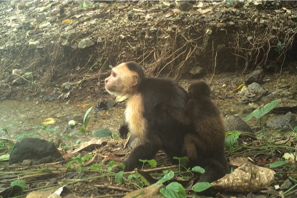 Самец белолицого капуцина (Cebus capucinus) с детенышем обезьяны-ревуна на острове Хикарон, Панама /уникальный кадр, Институт поведения животных Макса Планка