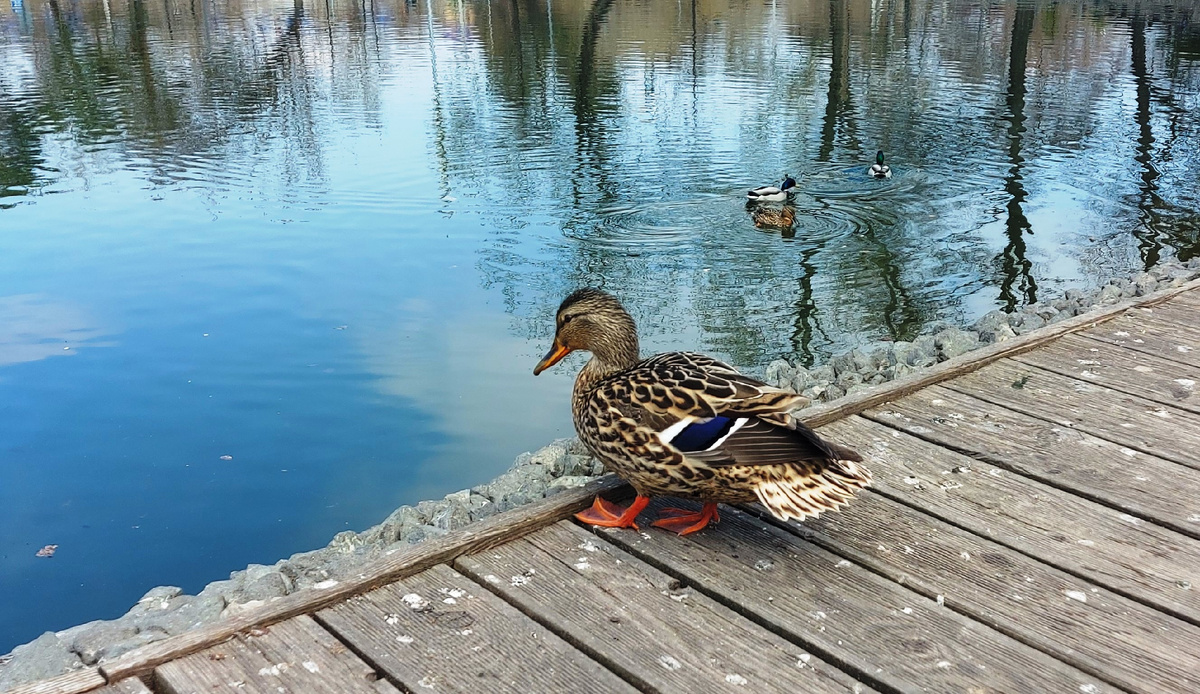 Я самая красивая. 2025. Цветная фотография. Изящный гиппопотам. 