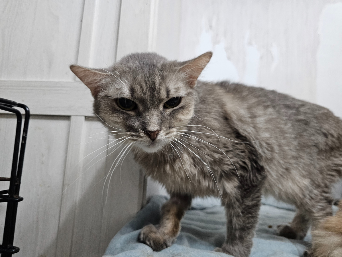 Фото автора. Наша Серая девочка.